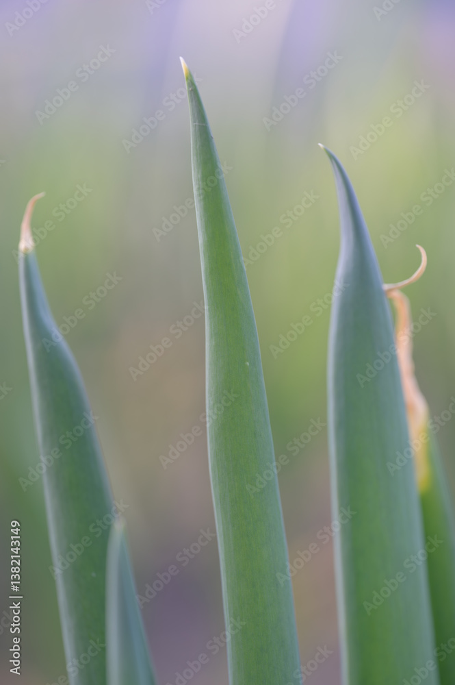 Obraz premium やわらかな光に包まれた青ネギの若葉と背景ボケの植物写真