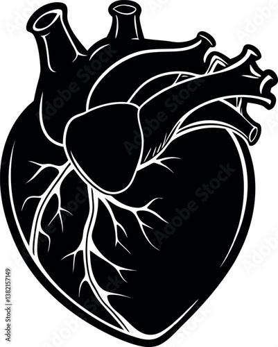 Detailed anatomical illustration of a human vector silhouette heart showing chambers arteries and veins