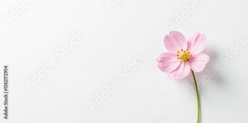 White background with a small delicate flower, isolated, blossom
