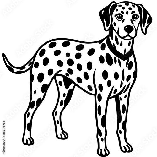 black and white dog