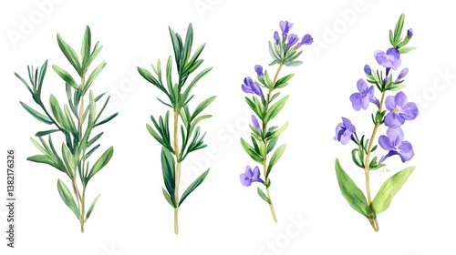 Wallpaper Mural Create a set of rosemary sprigs with a touch of purple flowers, isolated on a white background in vibrant green hues Torontodigital.ca