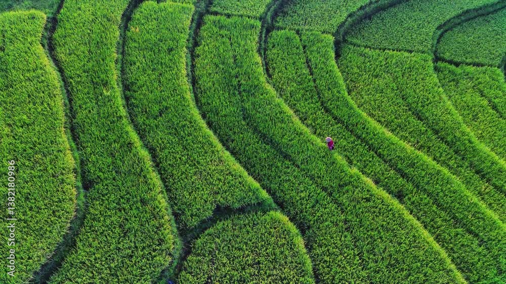 beautiful morning view indonesia panorama landscape paddy fields with beauty color and sky natural light