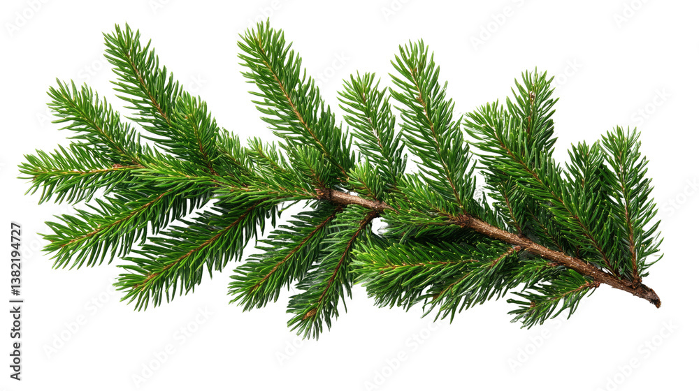 Evergreen Branch: A detailed depiction of a vibrant, lush evergreen branch, its needles meticulously captured, radiating freshness and natural beauty. Evergreen Branch: A detailed depiction of a vibrant, lush evergreen branch, its needles meticulously captured, radiating freshness and natural beauty.