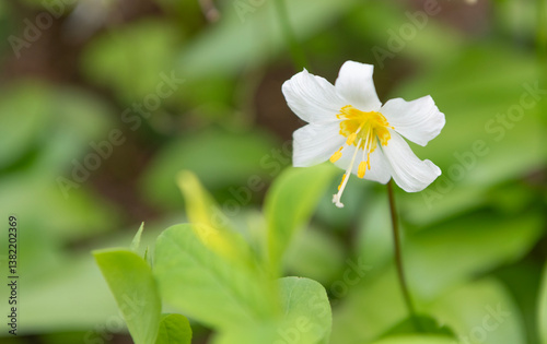 Erythronium montanum blossom. Avalanche lily garden flower with fragile petals. Lily flower in nature. Summer nature. Flowering Erythronium, copy space. Flower of lily plant. Floral nature