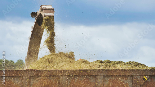 Tablou pe pânză Forage harvester unloading freshly cut silage into a trailer during harvest seas