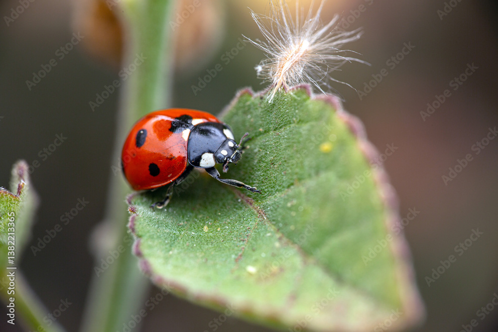 ladybug on a leaf with fuzzy seed ladybug on a leaf with fuzzy seed