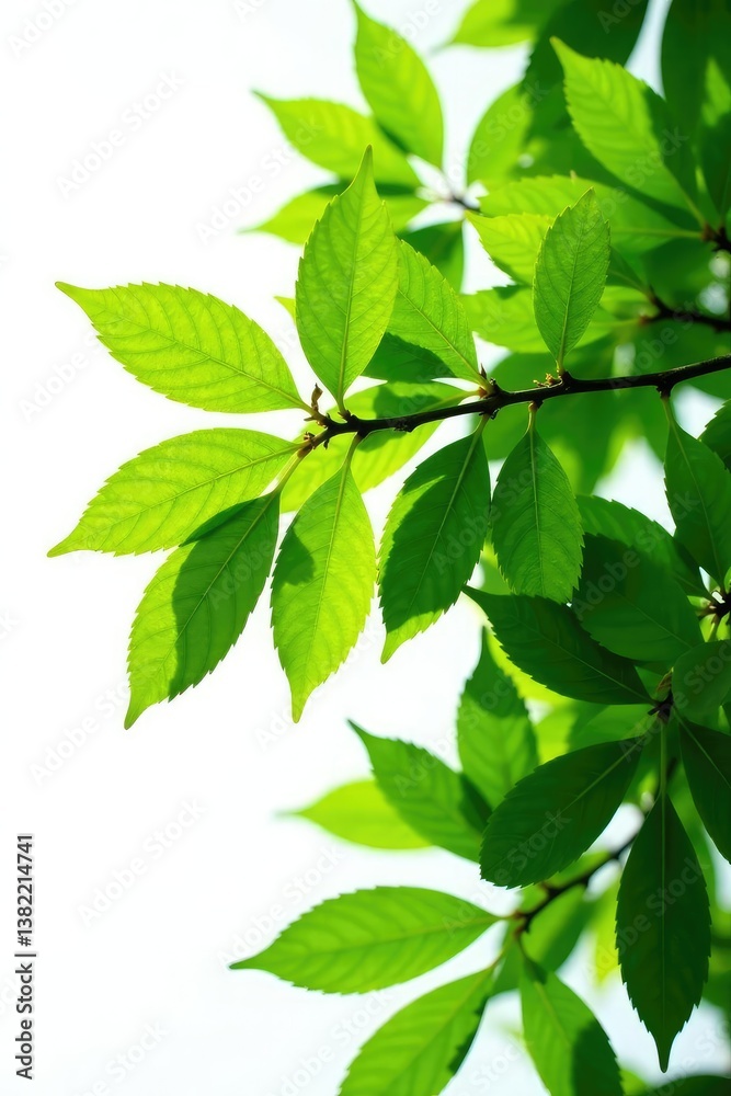 Foliage branches with leaves isolated on white background, tree, nature Foliage branches with leaves isolated on white background, tree, nature