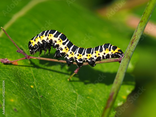 Caterpillar of the lettuce shark