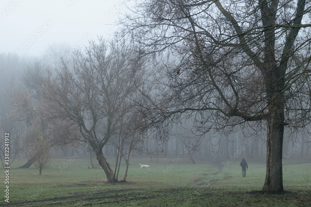Foggy morning in the park, silhouettes of trees Foggy morning in the park, silhouettes of trees