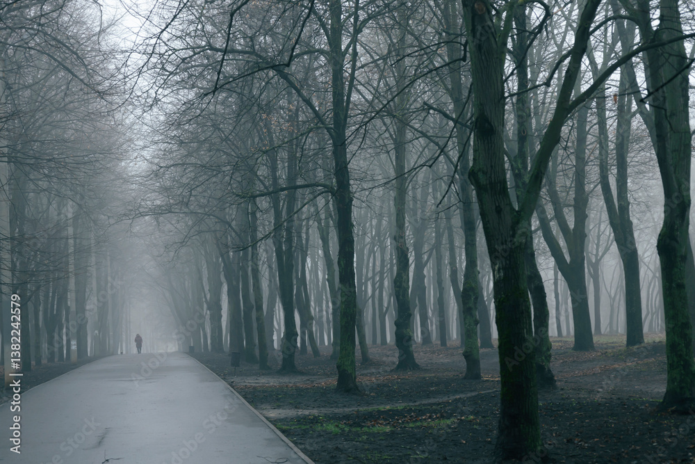 Obraz premium Foggy morning in the park, silhouettes of trees