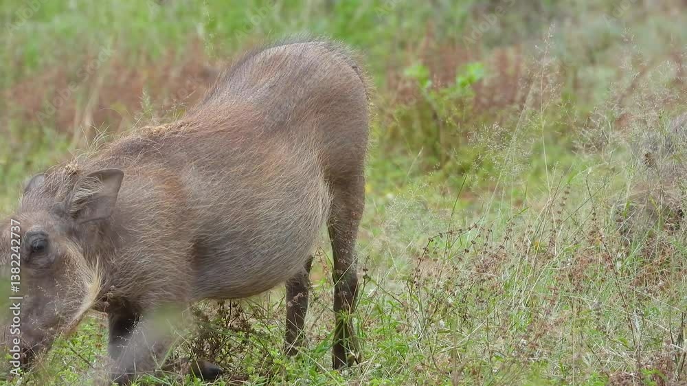 Breathtaking view of Warthogs eating grass in Kruger National Park in South Africa during the spring Breathtaking view of Warthogs eating grass in Kruger National Park in South Africa during the spring