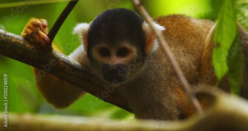 A black-capped squirrel monkey rests on a tree branch, captured in close-up within Peru’s jungle canopy.