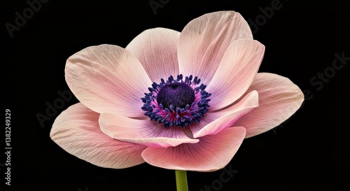 A Single Anemone Flower, Highlighting the Contrast Between Its Soft