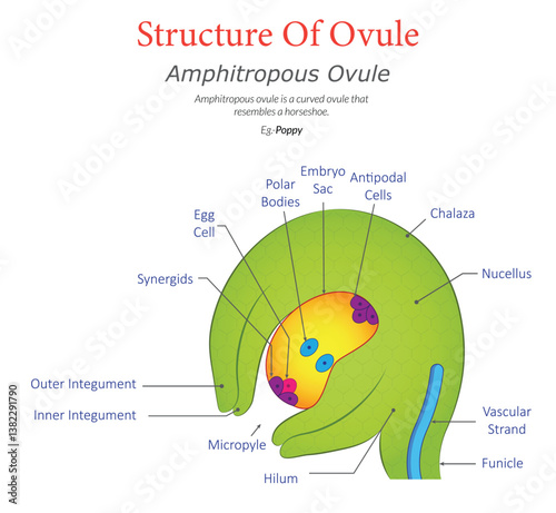 Amphitropous Ovule Diagram Illustrating Curved Structure with Detailed Labeled Parts