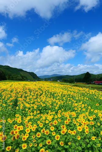 上郷のひまわり畑。遠野、岩手、日本。8月中旬。