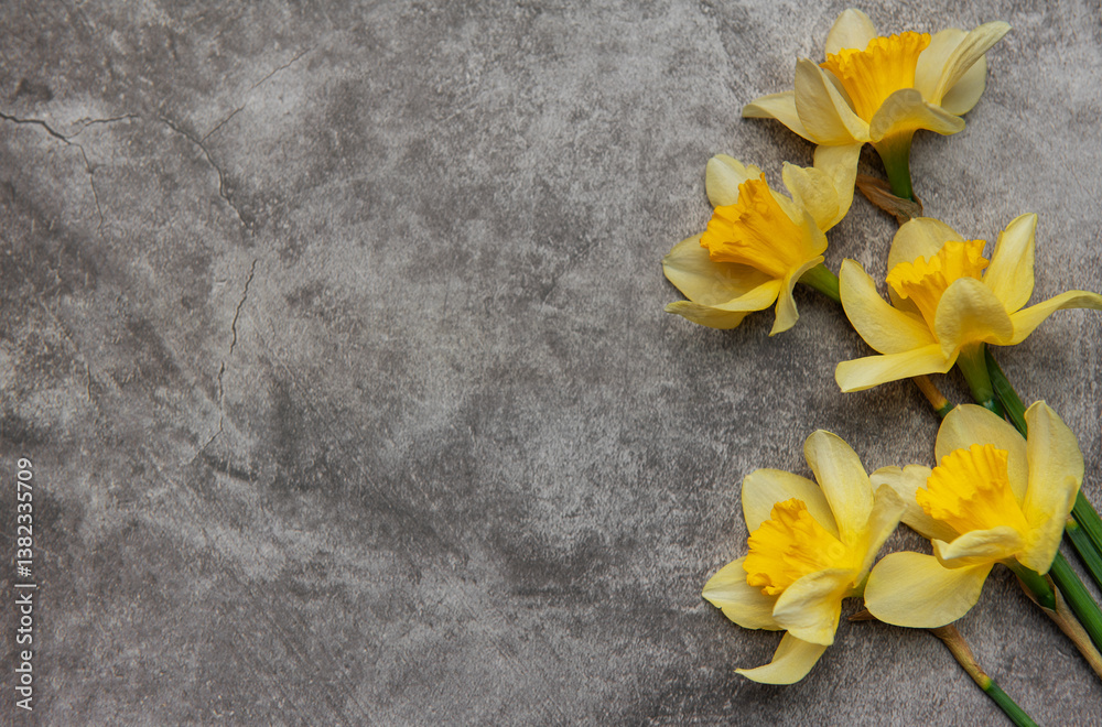 Yellow daffodils lying on gray stone background with copy space
