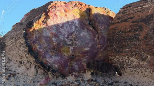 Petrified wood with vibrant mineralized patterns lies in desert landscape at Petrified Forest National Park. Sunlight highlights rich colors and textures of ancient fossilized tree trunks.