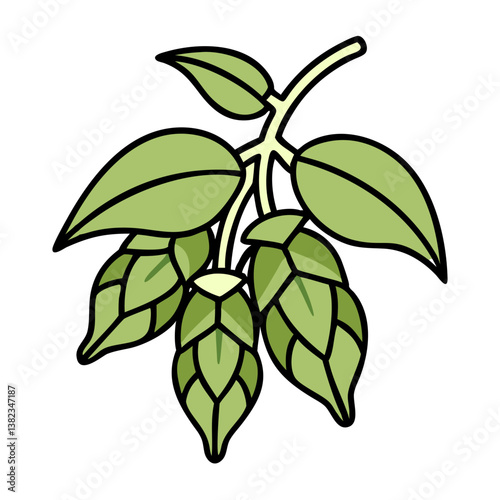 Fresh Green Hops Branch with Leaves and Cones for Brewing