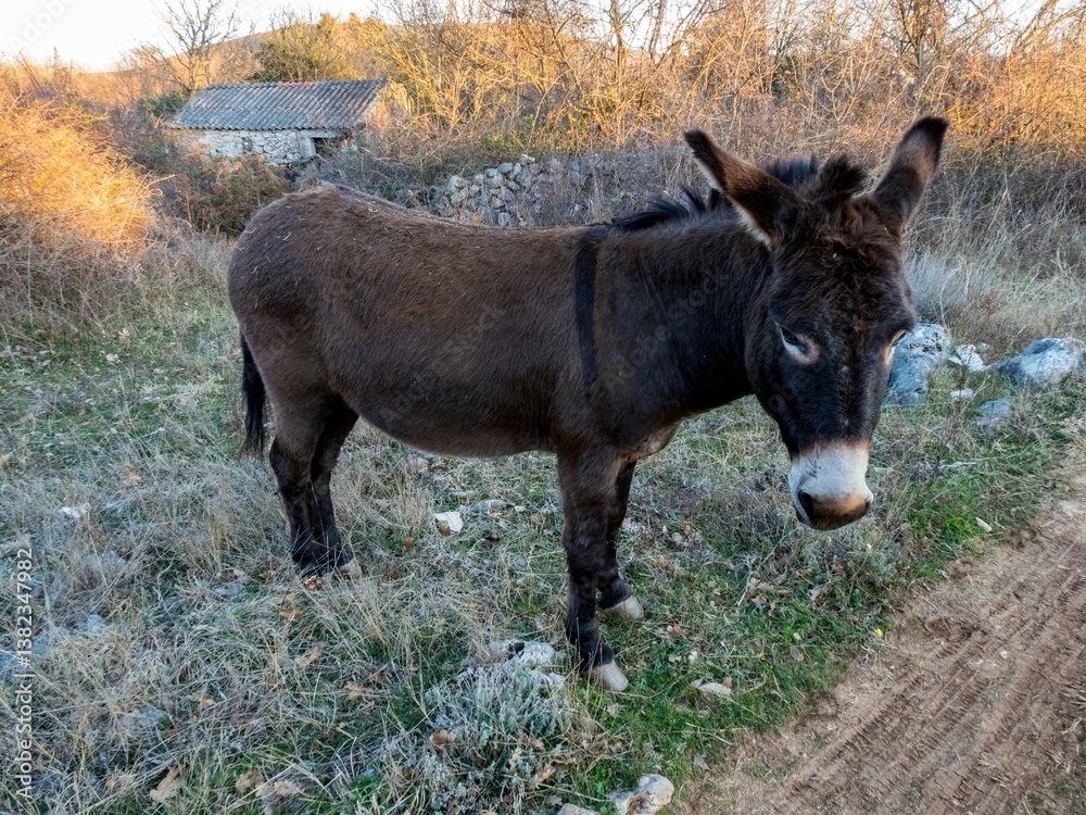 Fototapeta premium donkey