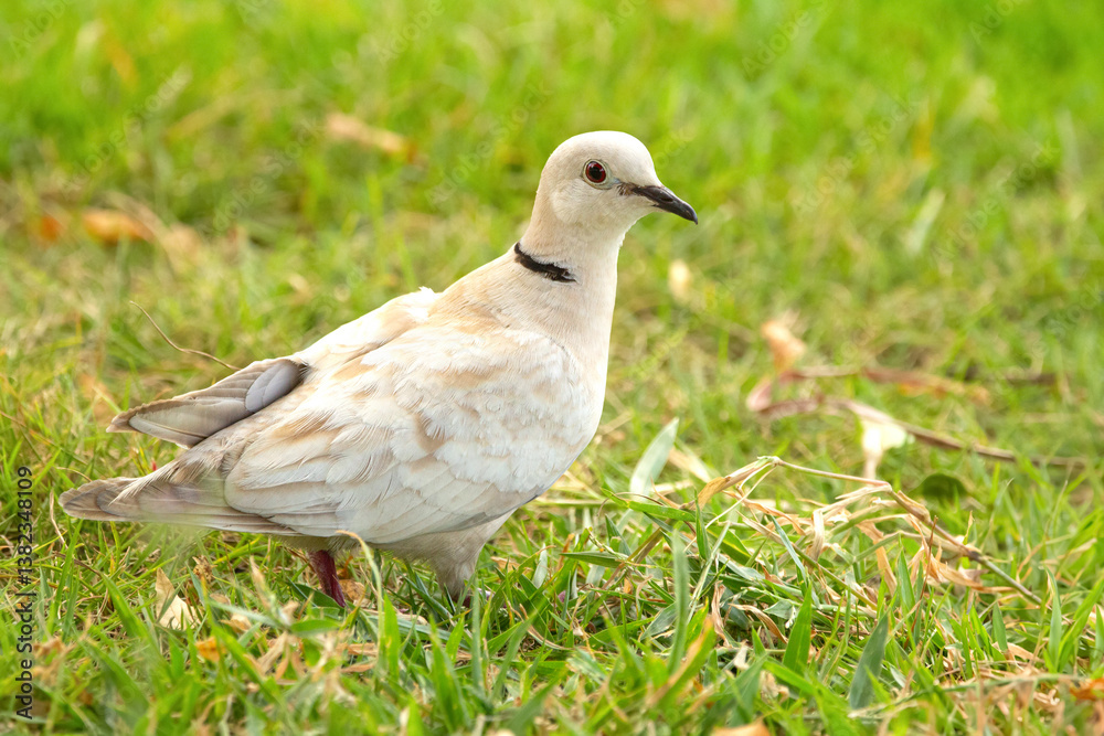White albino Eurasian collared-dove with red eye is foraging on green lawn grass in the garden in summer. White albino Eurasian collared-dove with red eye is foraging on green lawn grass in the garden in summer.