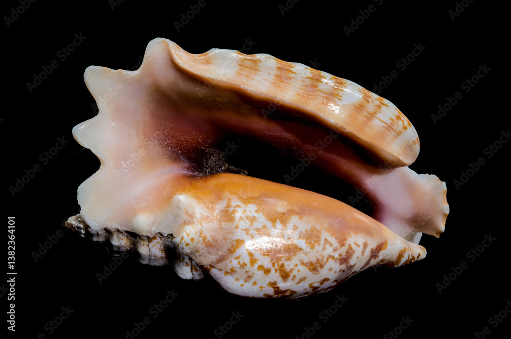 Strombus Raninus Seashell on Black Background