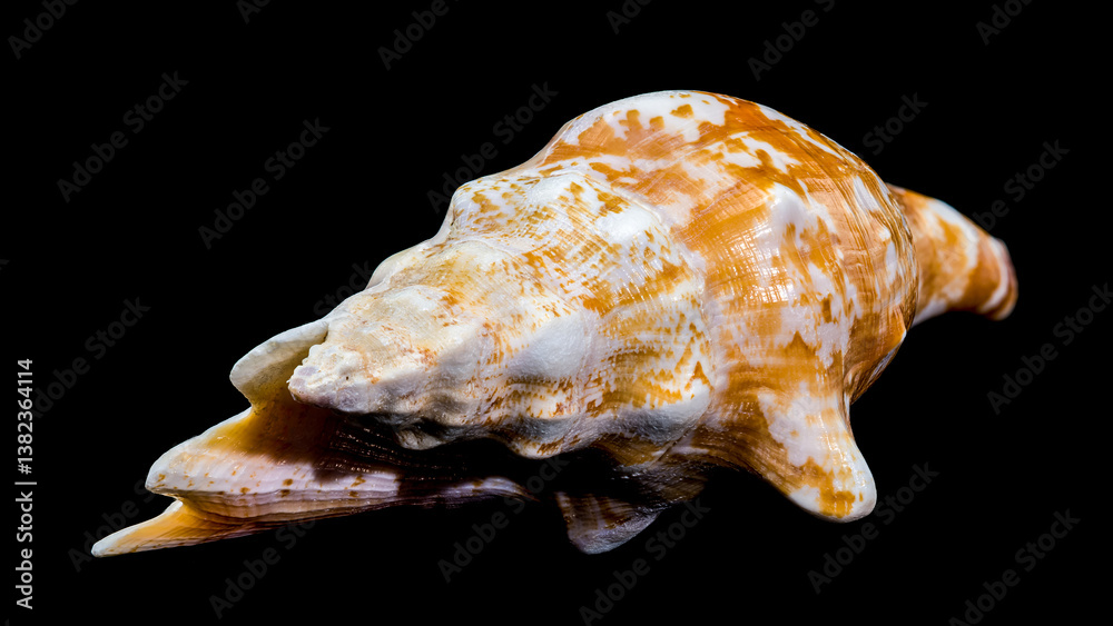 Strombus Raninus Seashell on Black Background