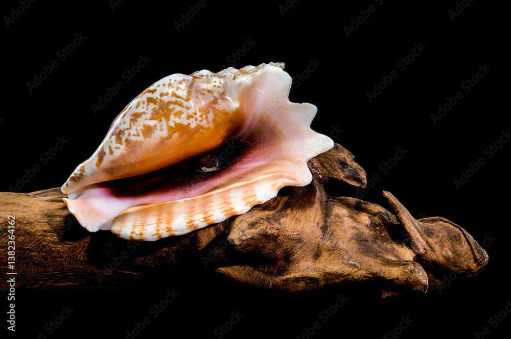 Strombus Raninus Shell on Driftwood with Black Background