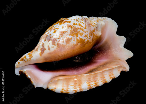 Obraz na płótnie Strombus Raninus Seashell on Black Background w salonie