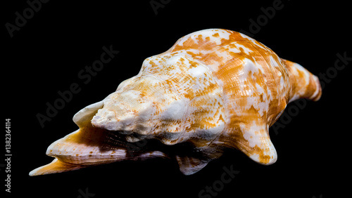 Obraz na płótnie Strombus Raninus Seashell on Black Background w salonie