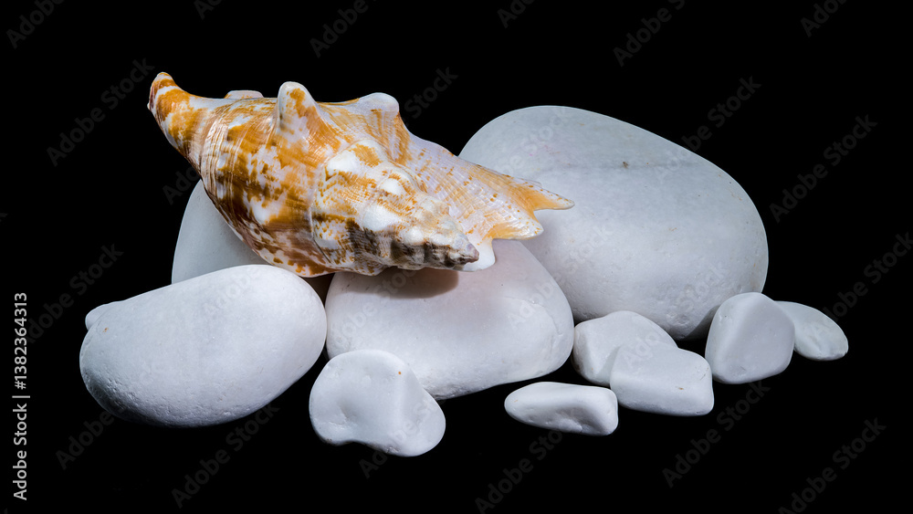 Strombus Raninus Shell with White Pebbles on Black Background