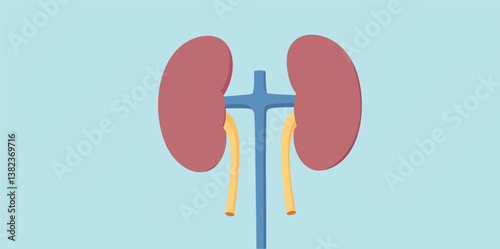 simple of human kidneys: medical diagram