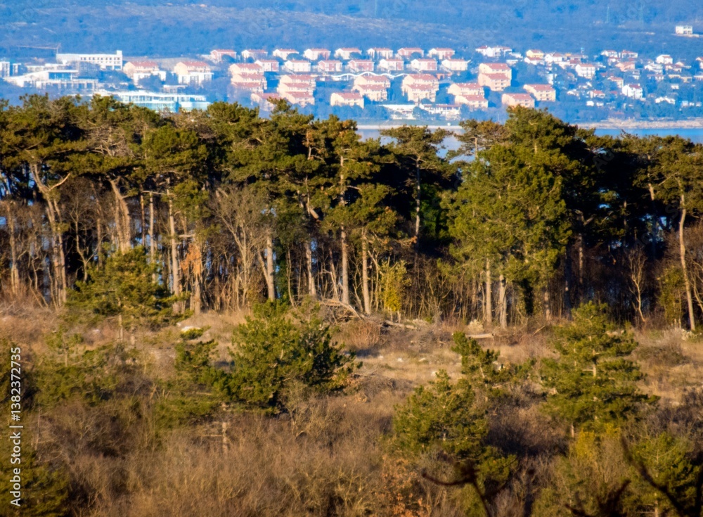 forest