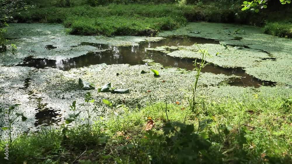 A pond with green plants and a few weeds. The water is murky and has a greenish tint A pond with green plants and a few weeds. The water is murky and has a greenish tint