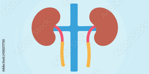 simplified of human kidneys and their connections