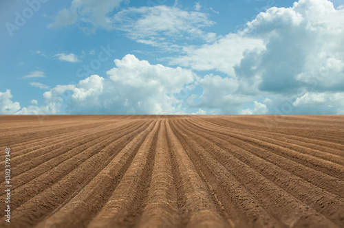 Freshly plowed potato field with straight line pattern and diminishing perspective