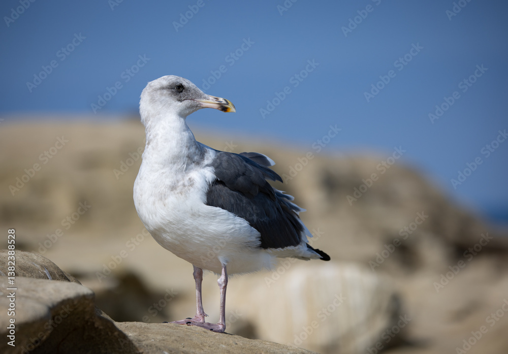 A seagull scanning the horizon on the rocky ocean coastline of La Jolla California. .