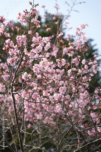 Wallpaper Mural 緋寒桜 Torontodigital.ca