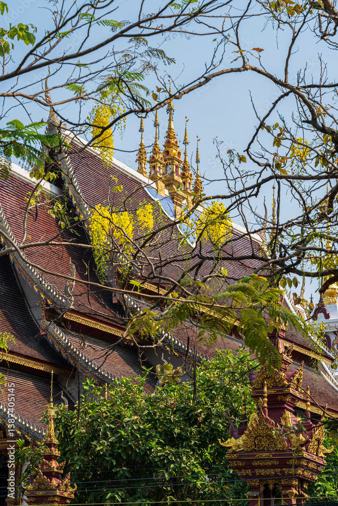 Beautiful Cassia Fistula around Buddha statue Instant God in Wat Rajamontean temple the wall of moat in Chiang Mai Northern Thailand.for Songkran Festival