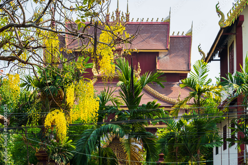 Beautiful Cassia Fistula around Buddha statue Instant God in Wat Rajamontean temple the wall of moat in Chiang Mai Northern Thailand.for Songkran Festival