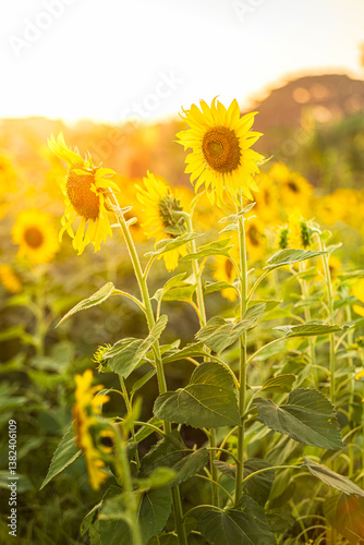 Golden Sunflowers field at blooming farm agricultural Summer sunset and bright sun lights background in Thailand