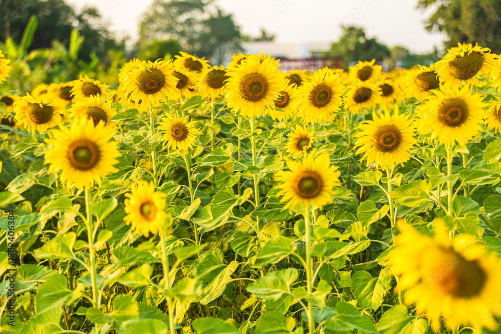 Golden Sunflowers field at blooming farm agricultural Summer sunset and blue sky background texture with white clouds in Thailand