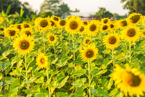 Obraz na płótnie Golden Sunflowers field at blooming farm agricultural Summer sunset and blue sky background texture with white clouds in Thailand w salonie