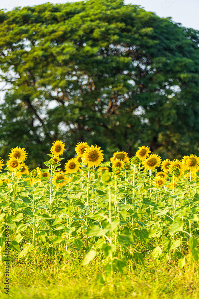Golden Sunflowers field at blooming farm agricultural Summer sunset and blue sky background texture with white clouds in Thailand