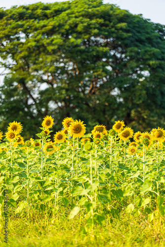Obraz na płótnie Golden Sunflowers field at blooming farm agricultural Summer sunset and blue sky background texture with white clouds in Thailand w salonie