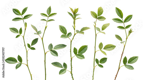 A collection of small rose leaf twigs with five leaves isolated against a flat background