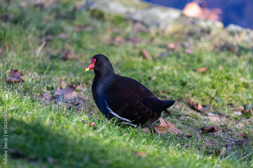 Common moorhen walking near to the water Common moorhen walking near to the water