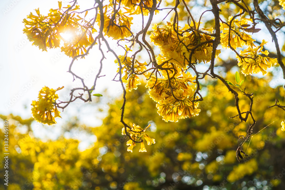 Beautiful blooming Yellow Golden trumpet tree or Tabebuia aurea roadside of the Yellow that are blooming with the park in spring day in the garden and sunset sky background in Thailand.