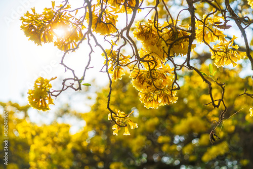 Obraz na płótnie Beautiful blooming Yellow Golden trumpet tree or Tabebuia aurea roadside of the Yellow that are blooming with the park in spring day in the garden and sunset sky background in Thailand. w salonie