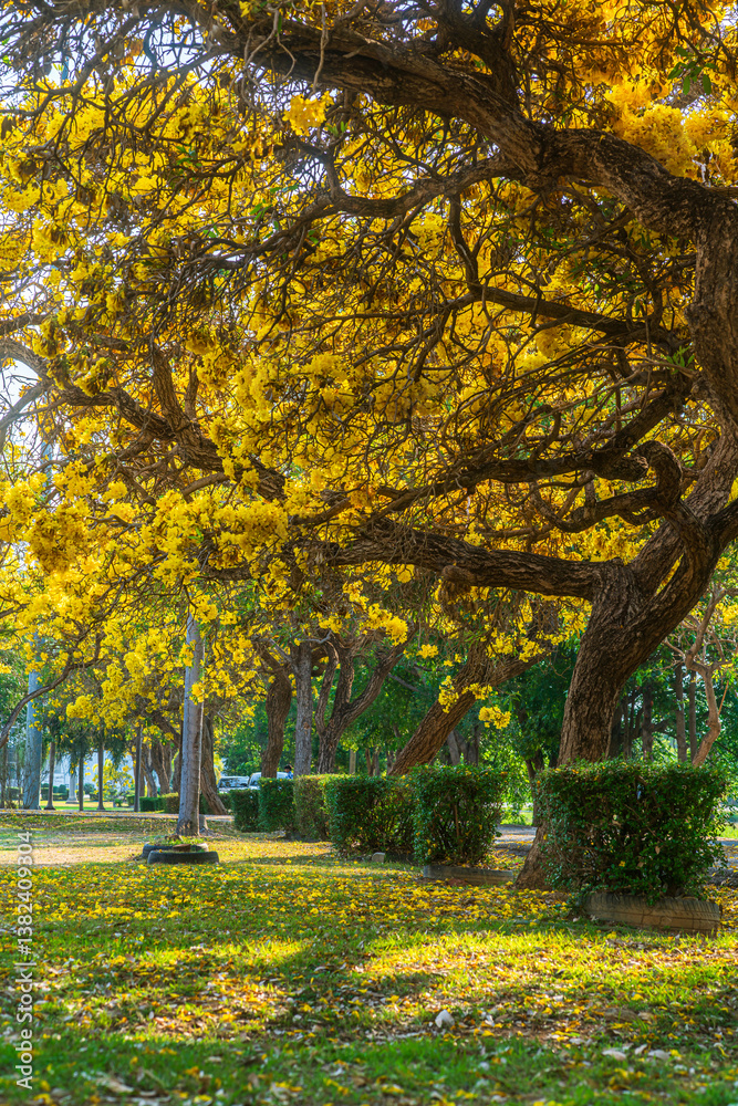 Beautiful blooming Yellow Golden trumpet tree or Tabebuia aurea roadside of the Yellow that are blooming with the park in spring day in the garden and sunset sky background in Thailand.