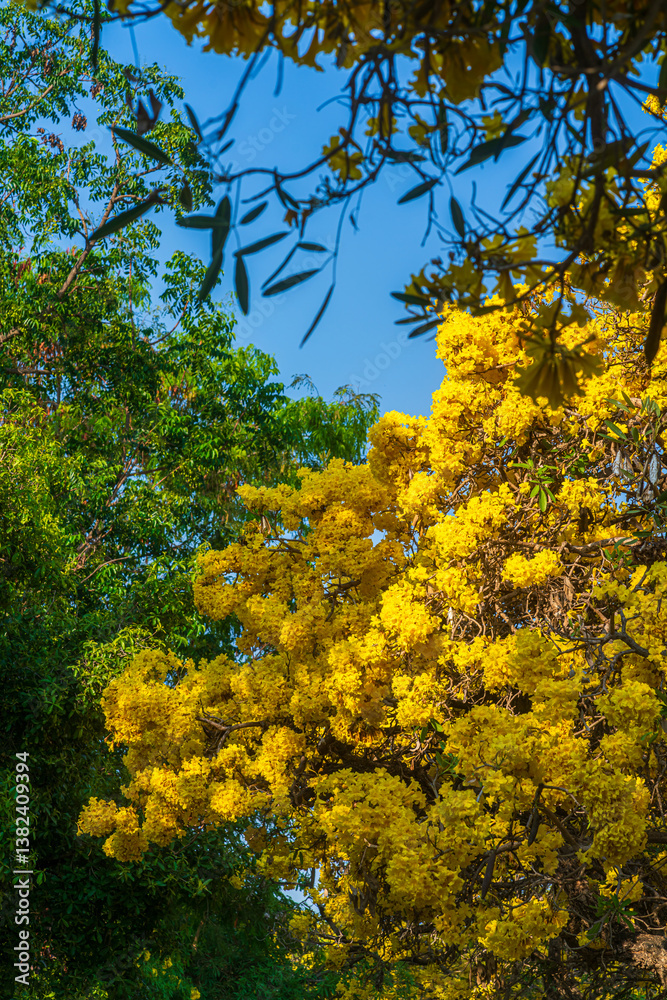 Beautiful blooming Yellow Golden trumpet tree or Tabebuia aurea roadside of the Yellow that are blooming with the park in spring day in the garden and sunset sky background in Thailand.